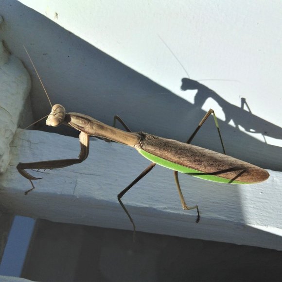 Meet your Posher, Posh - Picture 9 of 16